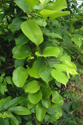 c0093046_723432.gif