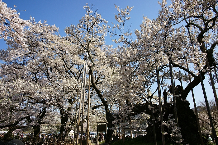 写真の整理　【　桜　】_a0115050_20473447.jpg