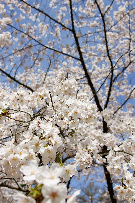 写真の整理　【　桜　】_a0115050_20515639.jpg