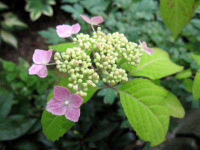 c0147952_2032828.jpg