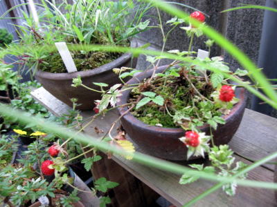 c0147952_2033397.jpg