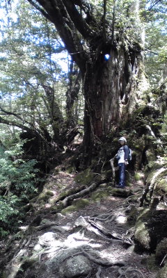 2009/6/1　白谷雲水峡へ(*^_^*)_f0043559_1713669.jpg