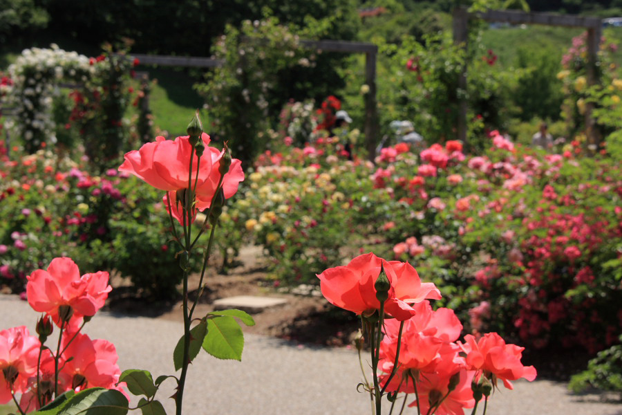 　　花フェスタ公園　「バラのテーマガーデン」から　１_f0129465_5541495.jpg