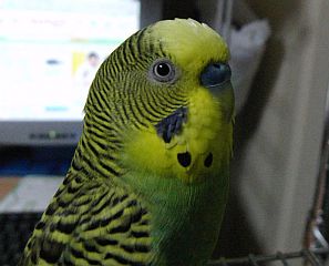 マッチャがインコになる日4～大きな１歩～_f0196665_2330366.jpg