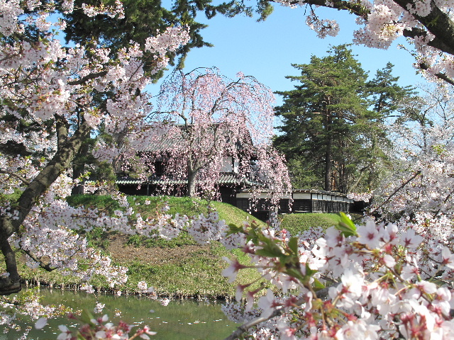 弘前公園桜_b0184468_2332387.jpg