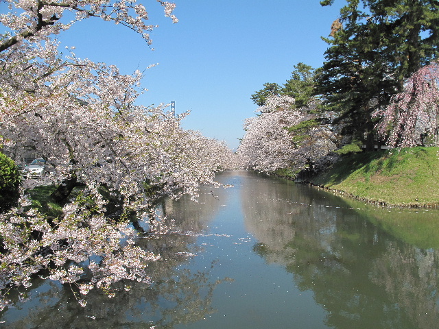 弘前公園桜_b0184468_23412898.jpg