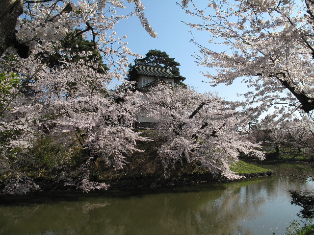 弘前公園桜_b0184468_234811.jpg