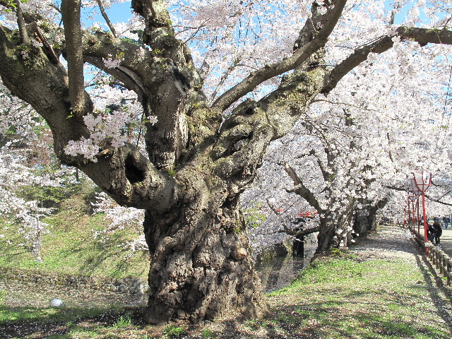 弘前公園桜_b0184468_23504670.jpg