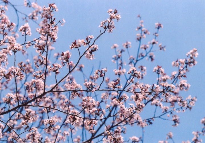 しあわせの桜 夕張プロジェクト 撮影5月16日 : poison