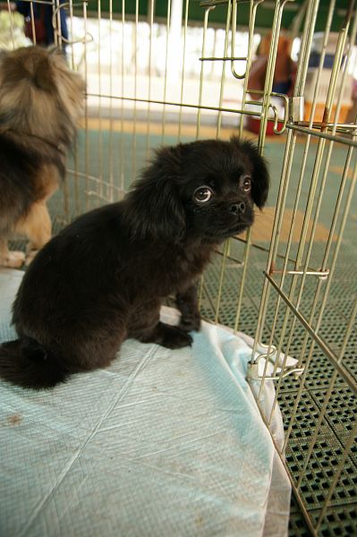 チベタンスパニエルオフ 184 子犬サークル_c0109780_2136143.jpg