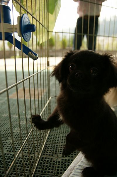 チベタンスパニエルオフ 184 子犬サークル_c0109780_21361797.jpg