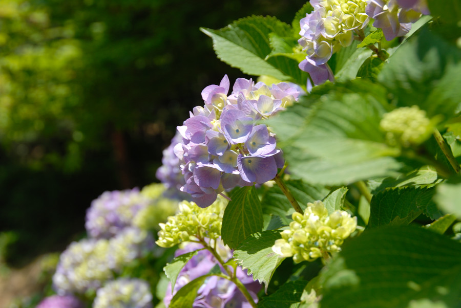 花菖蒲が満開_c0136480_22124997.jpg