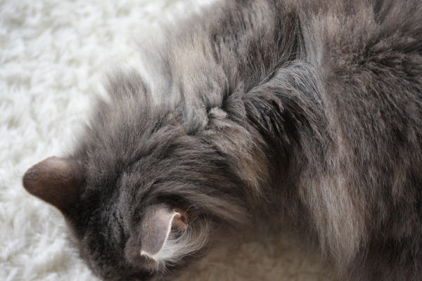 フロントラインプラス 愛しき猫にゃん フロントラインプラス 愛しき猫にゃん