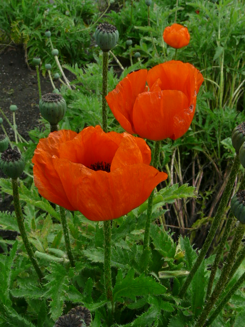 東京都薬用植物園　その１_e0145782_18145790.jpg