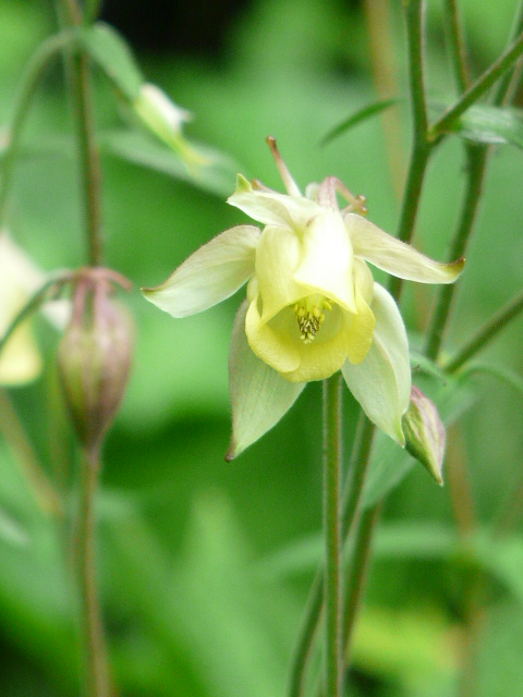 東京都薬用植物園　その１_e0145782_18181431.jpg