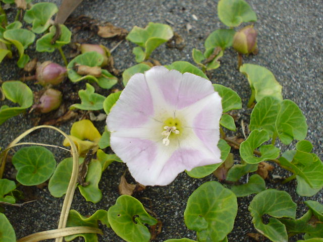 c0148485_8245414.jpg