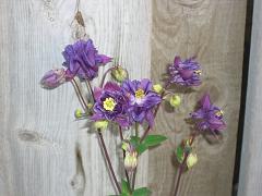 f0188990_07246.jpg