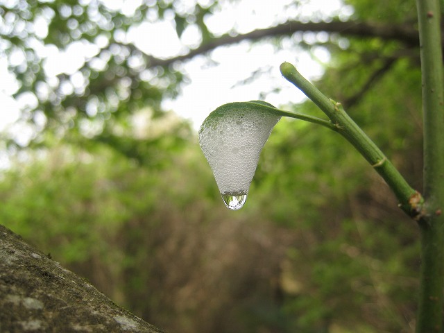 一年ぶり？の山登り・・・矢倉岳！_d0050693_1784952.jpg