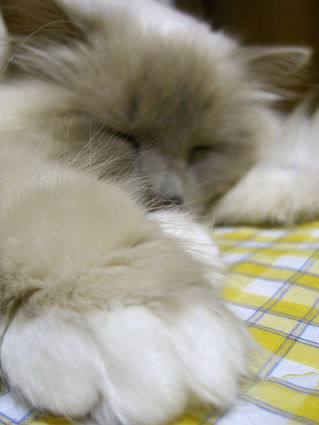 a0045697_2024130.jpg