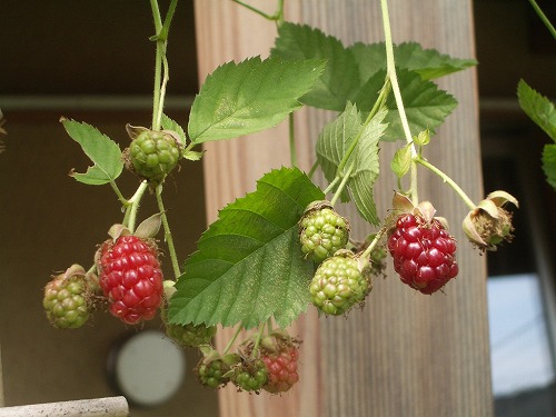 c0124100_14304413.jpg