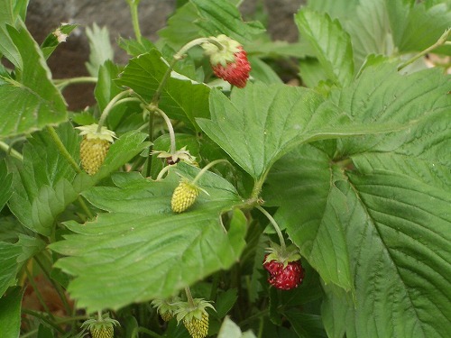 c0124100_14333785.jpg