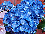 b0172203_19214741.gif