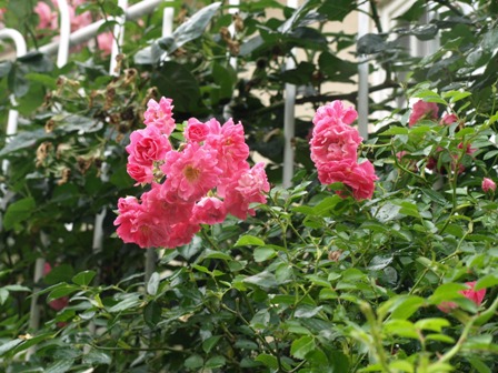 b0026408_21525720.jpg