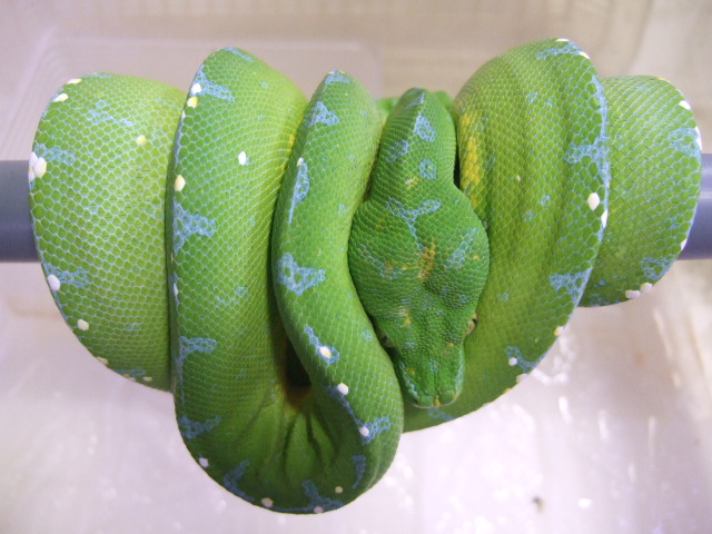 グリーンパイソン ジャヤプラ産ワイルド個体 Sold Out 爬虫類 販売 専門店 飼育相談 関西レプタイルプロ