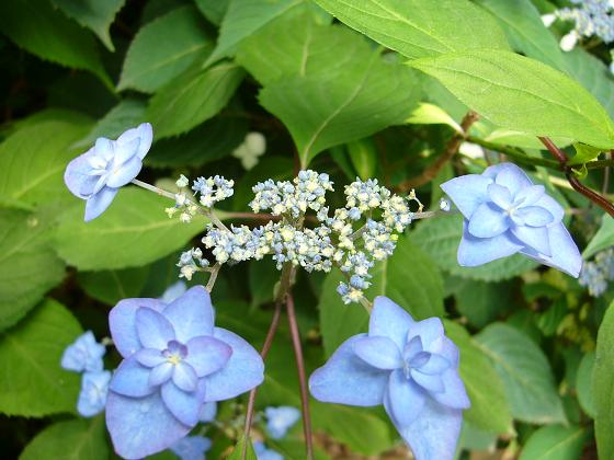 六義園のサツキと紫陽花_b0112909_18373669.jpg