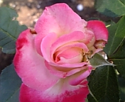 b0176010_17573564.jpg