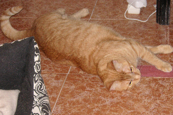 e0115312_823032.jpg