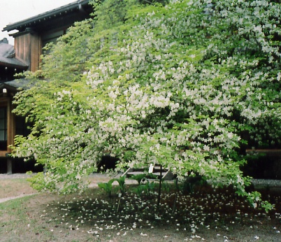 ルーヴル美術館展　美の宮殿の子供たち/北陸三県の物産展_a0116217_12224315.jpg