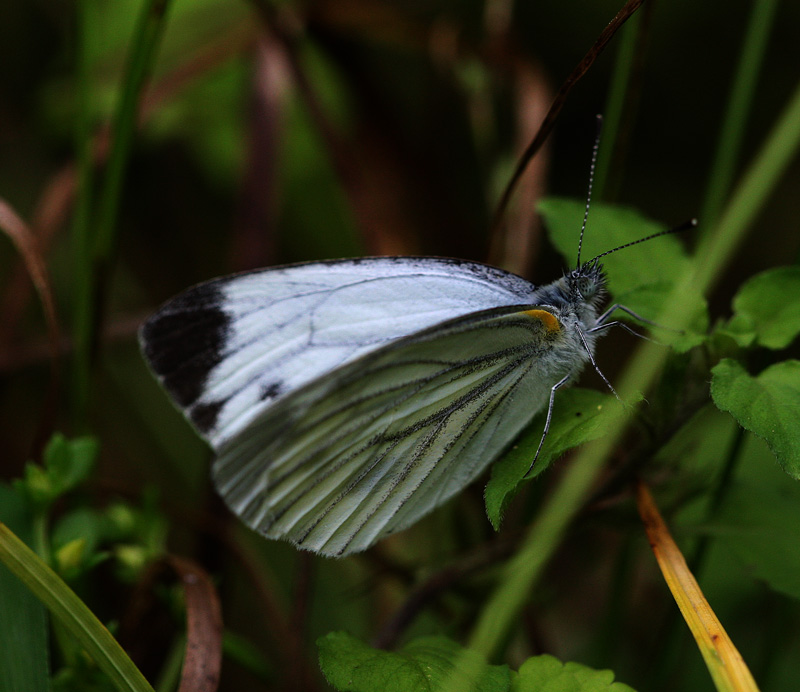 ヤマトスジグロシロチョウ Pieris nesis_f0161823_16551927.jpg