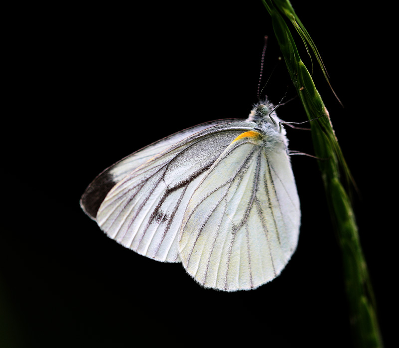 ヤマトスジグロシロチョウ Pieris nesis_f0161823_16553777.jpg