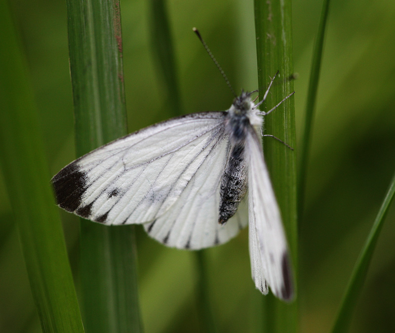 ヤマトスジグロシロチョウ Pieris nesis_f0161823_1655533.jpg