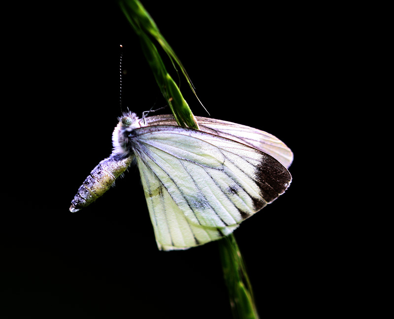 ヤマトスジグロシロチョウ Pieris nesis_f0161823_16555573.jpg