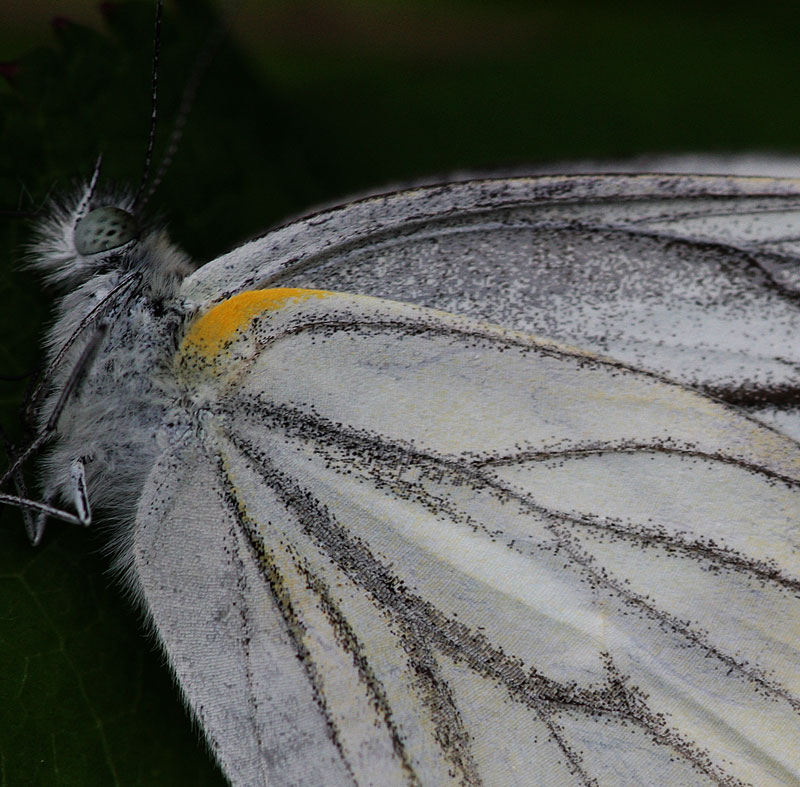 ヤマトスジグロシロチョウ Pieris nesis_f0161823_16561232.jpg