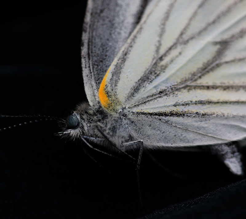 ヤマトスジグロシロチョウ Pieris nesis_f0161823_1715961.jpg