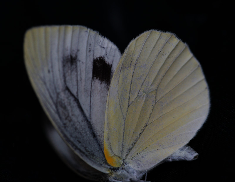 ヤマトスジグロシロチョウ Pieris nesis_f0161823_1722837.jpg