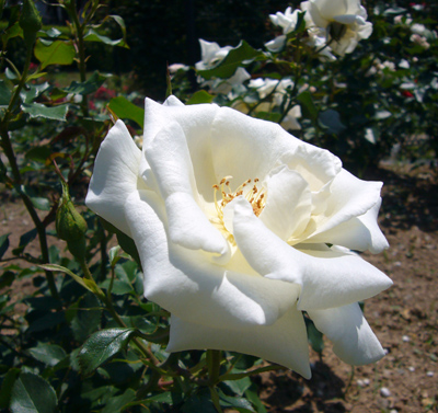 e0019426_16573238.jpg