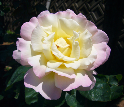 e0019426_165810100.jpg