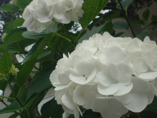 e0016828_21452085.jpg