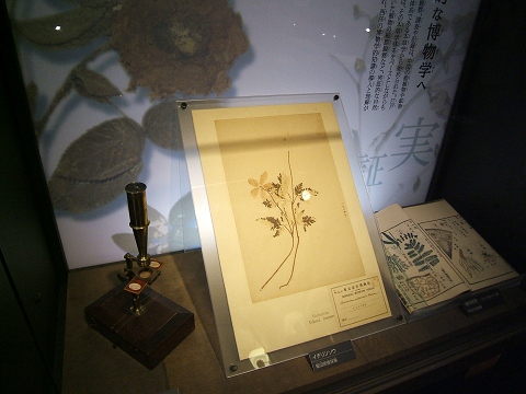 上野の国立科学博物館 その3_e0089232_2057288.jpg