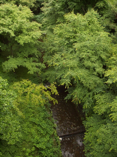 青もみじの通天橋_e0080133_2202924.jpg