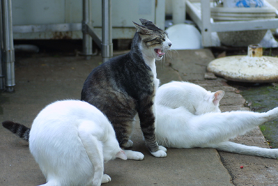 野良猫捜索 PART-40　〜雨上がりの公園〜_d0150434_21153380.jpg