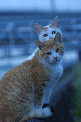 野良猫捜索 PART-40　〜雨上がりの公園〜_d0150434_21224736.jpg