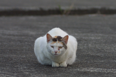 野良猫捜索 PART-40　〜雨上がりの公園〜_d0150434_21245033.jpg