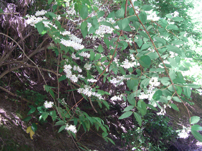 e0110940_9162223.jpg
