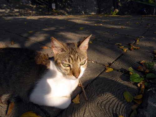 タイ料理　シャム_b0049152_18393786.jpg