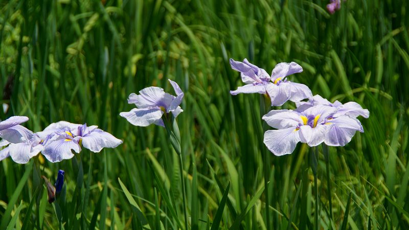 植物園の花菖蒲 （上賀茂 京都府立植物園 花菖蒲園 ）  (2009年06月03日)_c0119555_2013041.jpg